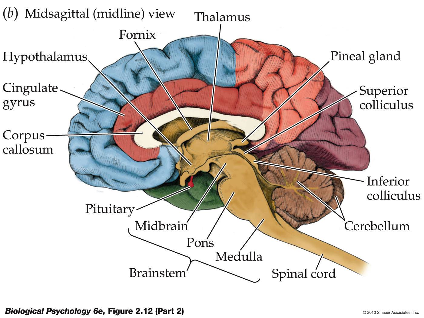 brain stem function psychology